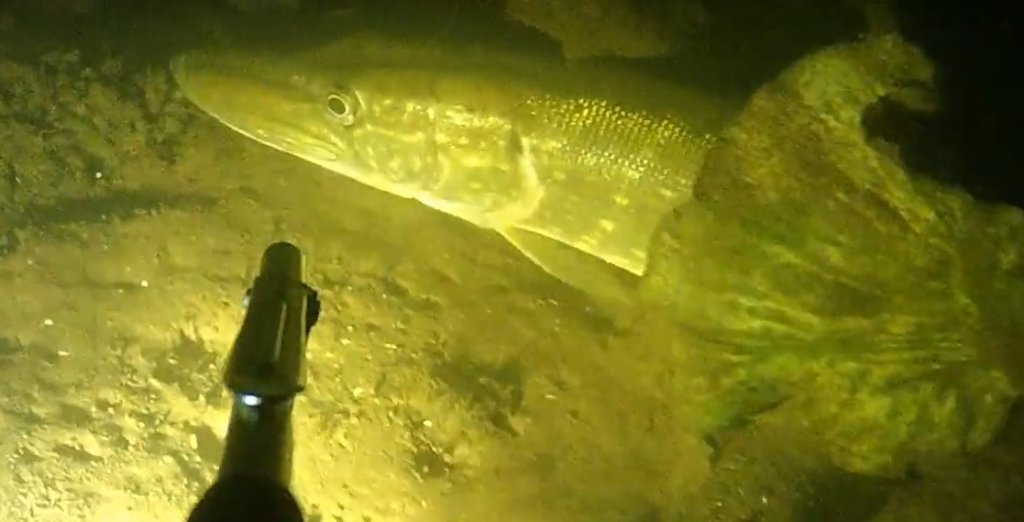 Spearfishing with underwater drone ROV RB-150D